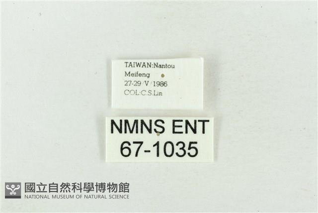 臺洒波紋蛾藏品圖，第3張