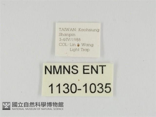 線紋篩蛾藏品圖，第3張