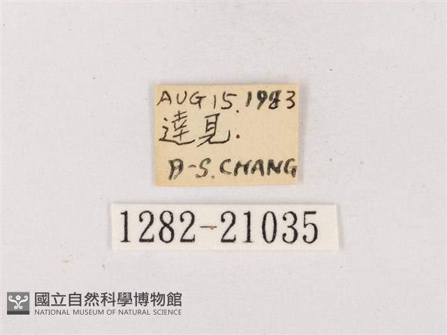 嫵琉灰蝶藏品圖，第3張