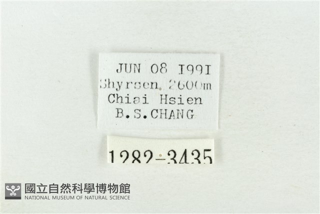 連珠波紋蛾藏品圖，第3張