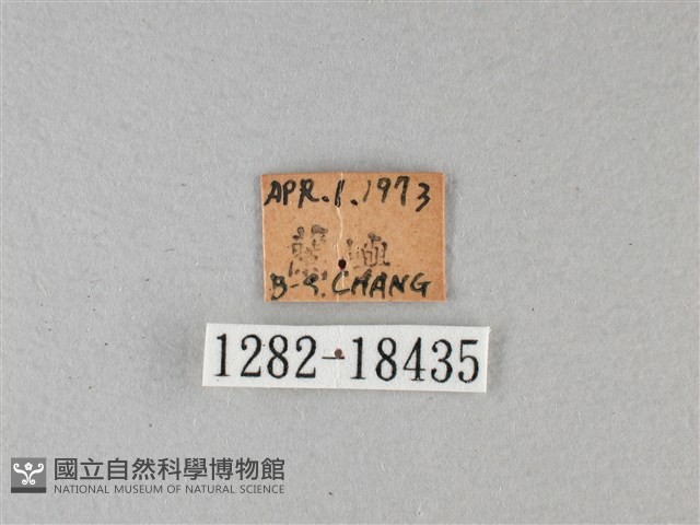 黑脈樺斑蝶藏品圖，第3張