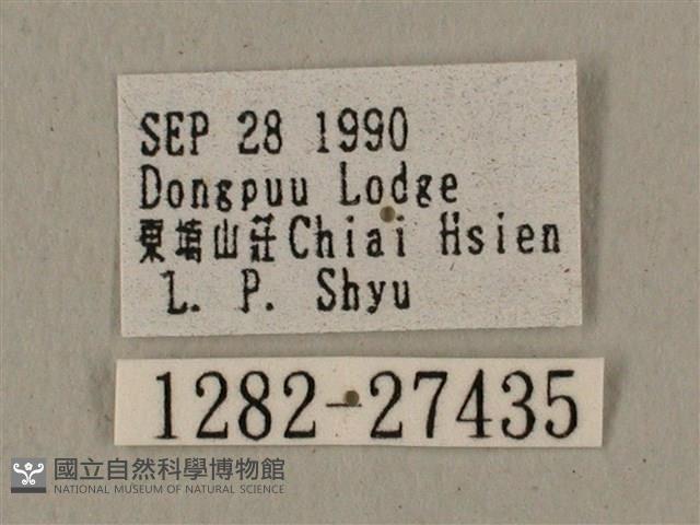 蝦殼天蛾藏品圖，第3張