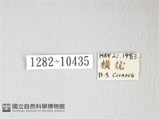 圓翅大鉤蛾藏品圖，第3張