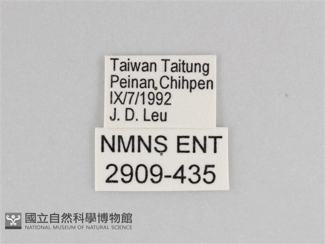 樺斑蝶藏品圖，第3張