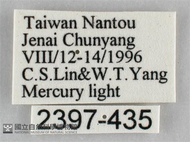 枯葉尺蛾藏品圖，第3張