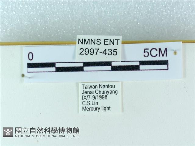 粉蝶燈蛾藏品圖，第3張