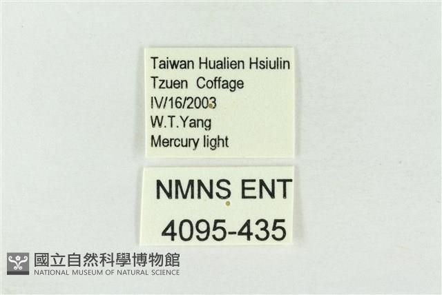 連珠波紋蛾藏品圖，第3張