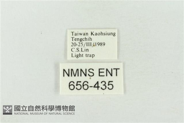 連珠波紋蛾藏品圖，第3張