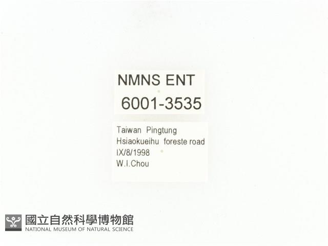 小扇角金龜藏品圖，第2張