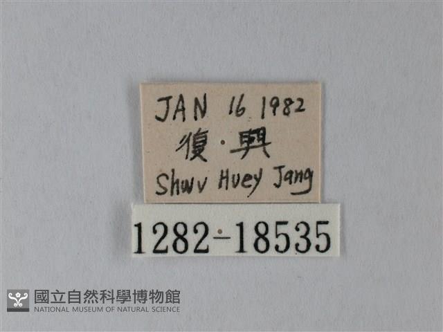 淡青雅波灰蝶藏品圖，第3張