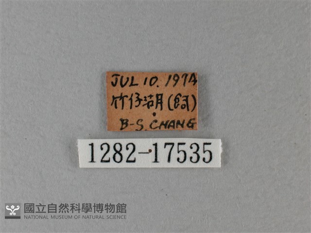 異紋帶蛺蝶藏品圖，第3張