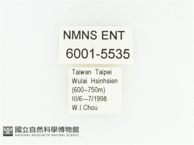 黑斑陷紋金龜藏品圖，第2張