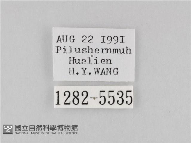 斜紋夜盜蛾藏品圖，第3張