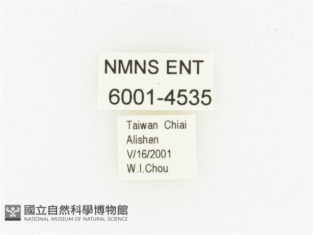 巴蘭陷紋金龜藏品圖，第2張