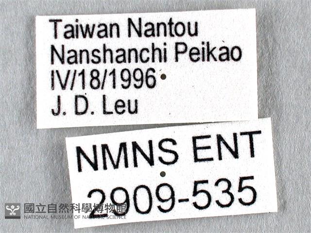 劍鳳蝶藏品圖，第3張