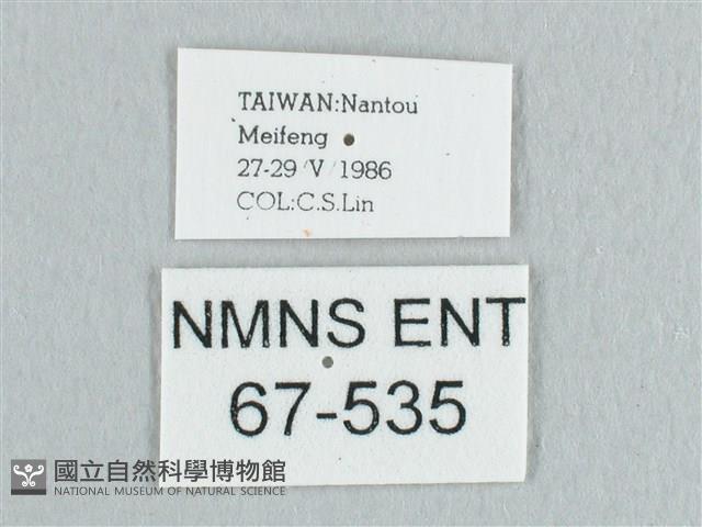 銀端帶鉤蛾藏品圖，第3張