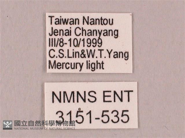 栗六點天蛾藏品圖，第3張