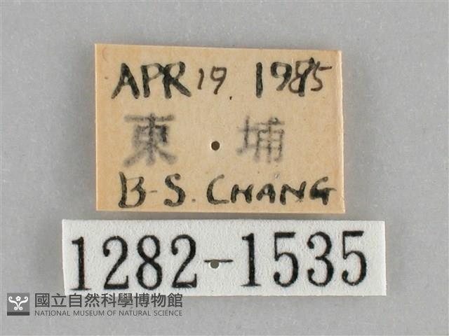 後紅斜線天蛾藏品圖，第3張