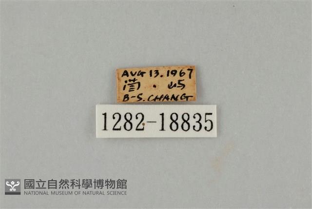 藍灰蝶沖繩亞種藏品圖，第3張