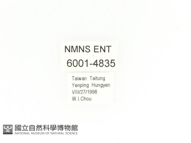 毛翅騷金龜藏品圖，第2張