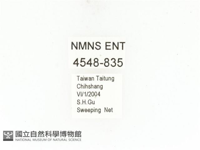 銅點花金龜藏品圖，第2張