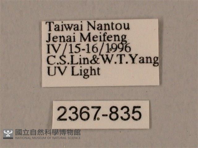 圓斑鷹翅天蛾藏品圖，第3張