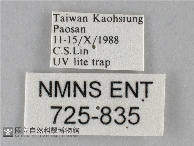 斜紋夜盜蛾藏品圖，第3張