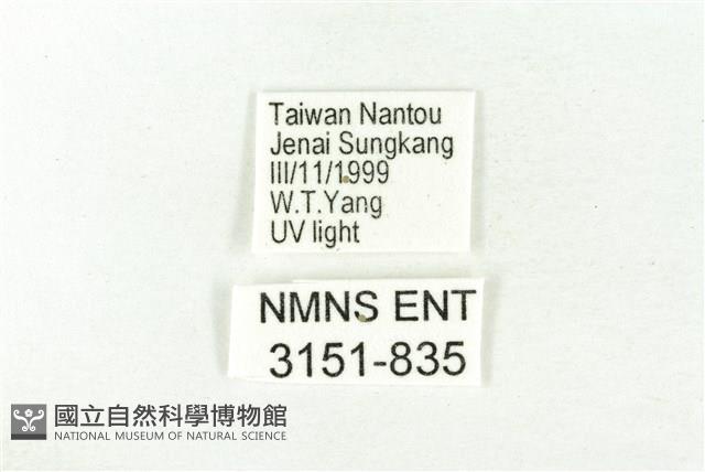 樹形尺蛾藏品圖，第3張