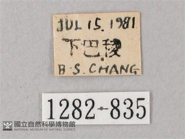 臺灣白肩天蛾藏品圖，第3張