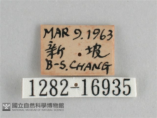 斐豹蛺蝶藏品圖，第3張