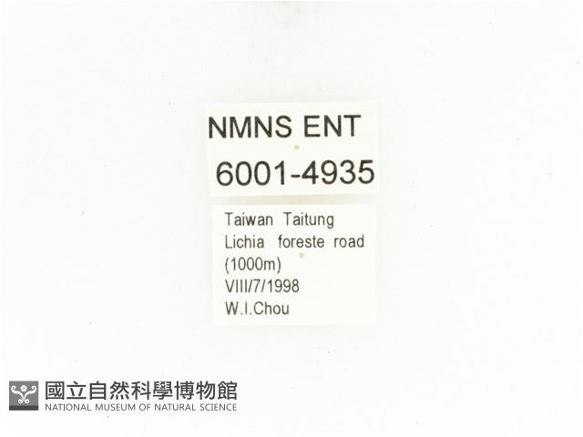 藍艷白點花金龜藏品圖，第2張