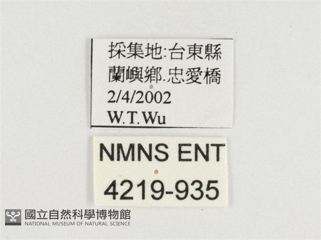 端紫幻蛺蝶藏品圖，第3張