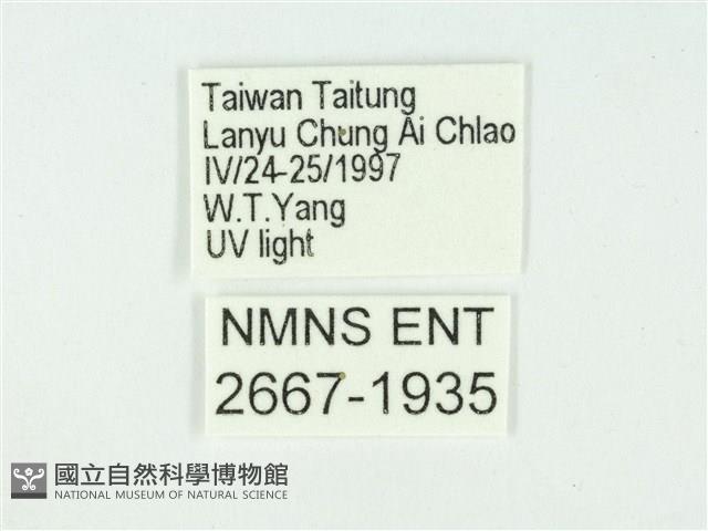 叉紋閃舞蛾藏品圖，第3張