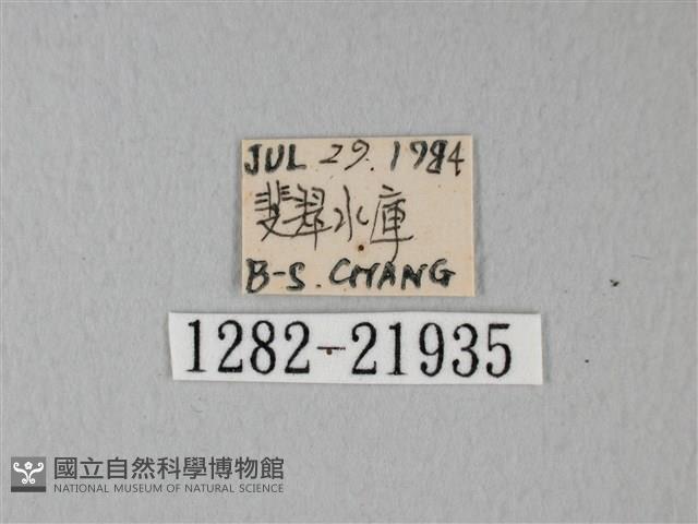 帶錨紋蛾藏品圖，第3張