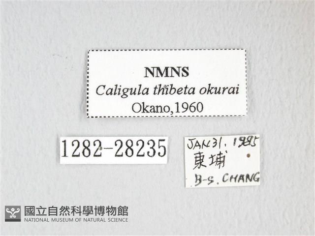 大綠目天蠶蛾藏品圖，第3張