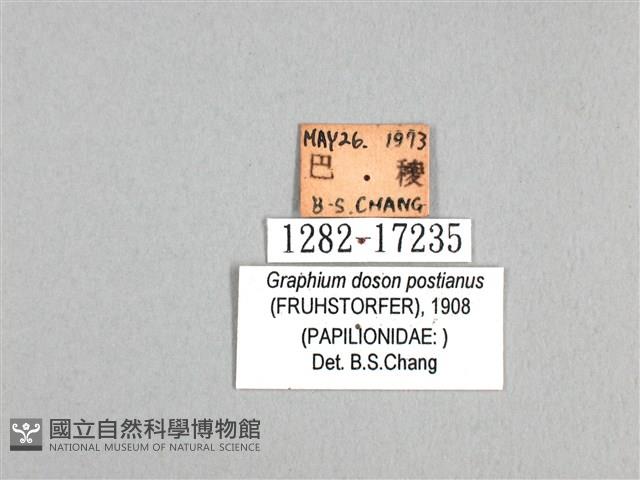 木蘭青鳳蝶藏品圖，第3張