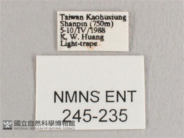 彎黑黃鉤蛾藏品圖，第3張