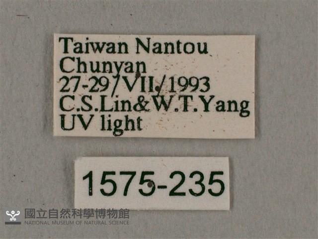 背帶長喙天蛾藏品圖，第3張