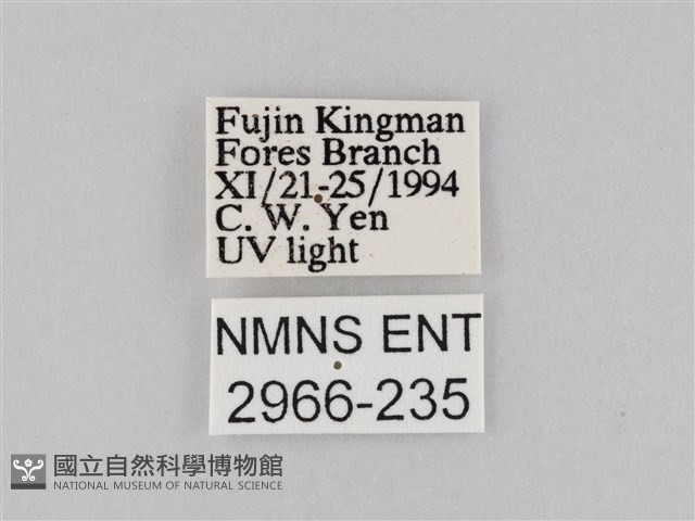 橙擬燈蛾藏品圖，第3張