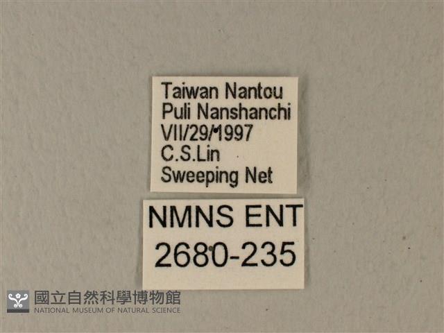 異粉蝶、雌白黃蝶藏品圖，第3張