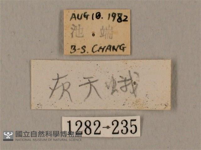 鋸線天蛾藏品圖，第3張