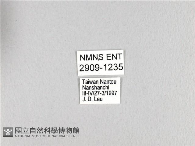 斑鳳蝶藏品圖，第3張