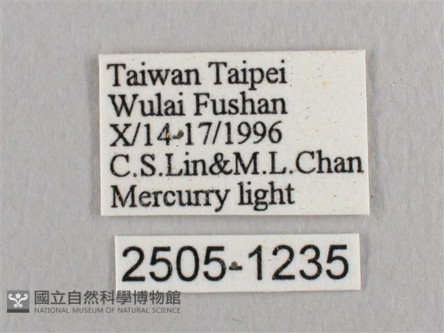 銀斑黃鉤蛾藏品圖，第3張