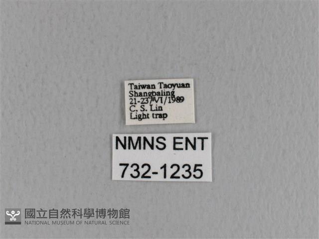 青枯葉蛾藏品圖，第3張