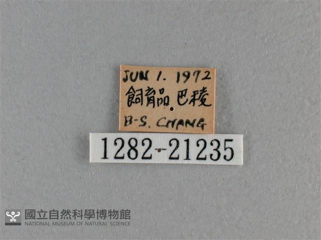 竹橙斑弄蝶藏品圖，第3張