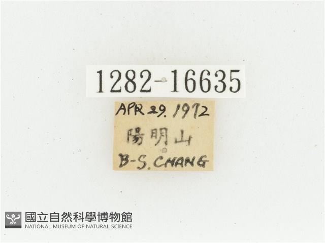 黃肩長腳花金龜藏品圖，第2張