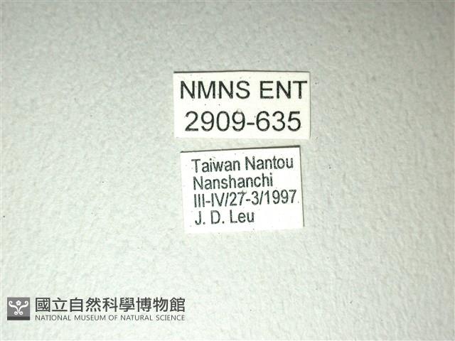 斑鳳蝶藏品圖，第3張