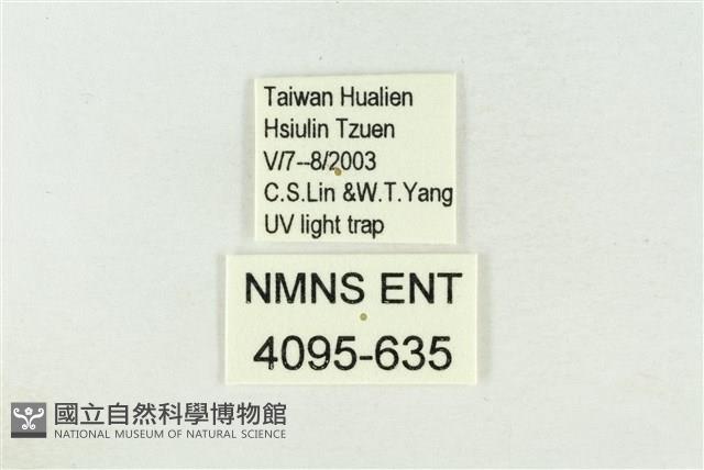 棍棒污燈蛾藏品圖，第3張