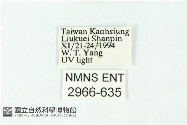 三條橙燈蛾藏品圖，第3張