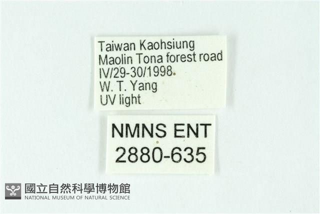 三條橙燈蛾藏品圖，第3張